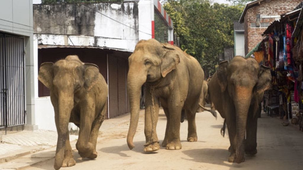 Intian kaduilla voit törmätä suuriinkin kulttuurieroihin.