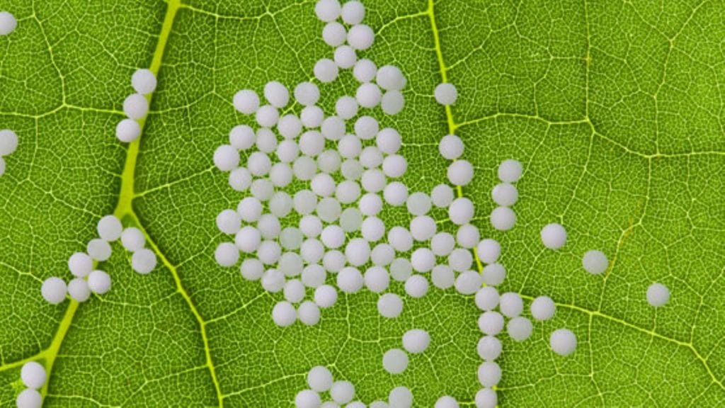 Homeopaattiset lääkkeet laimennetaan luonnon aineista. Kuvituskuva.