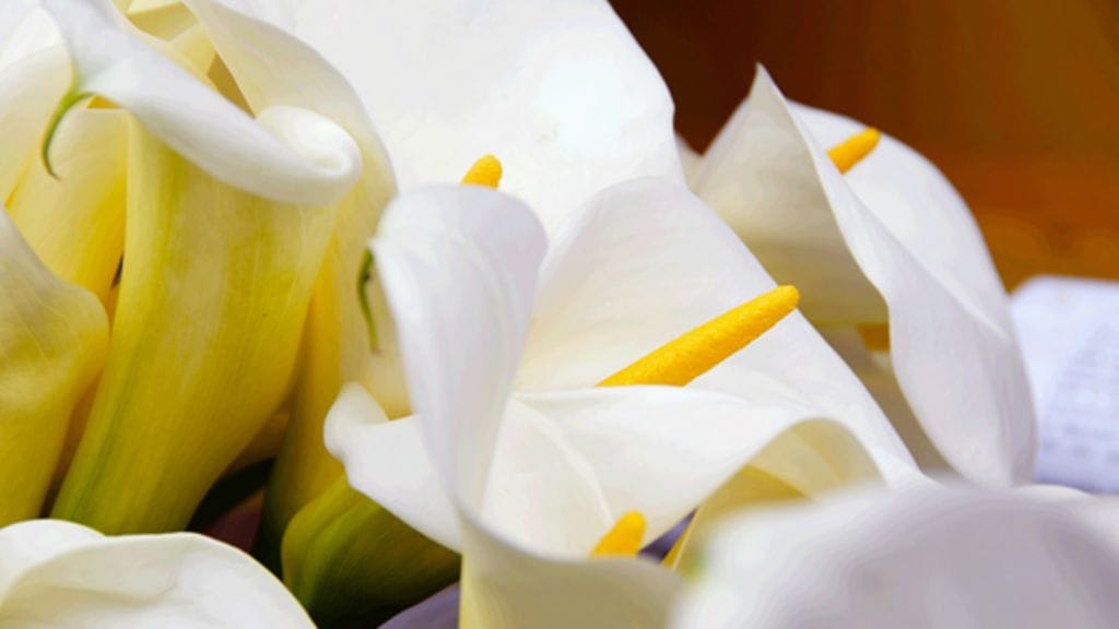 Lumikki on viihtynyt hyvin kodinomaisessa saattohoitokodissa.