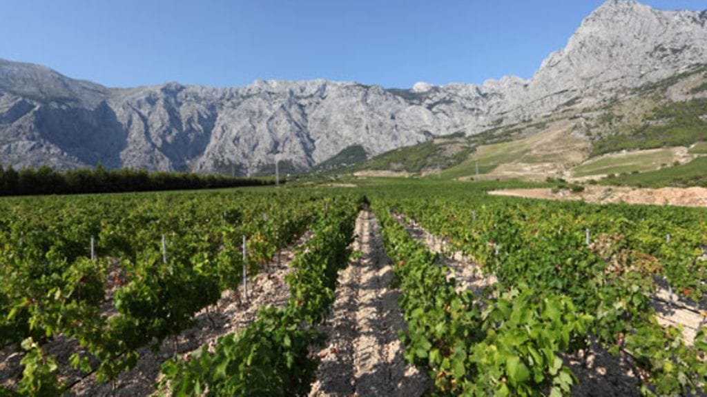 Viinitiloilla näkymät voivat olla upeat.