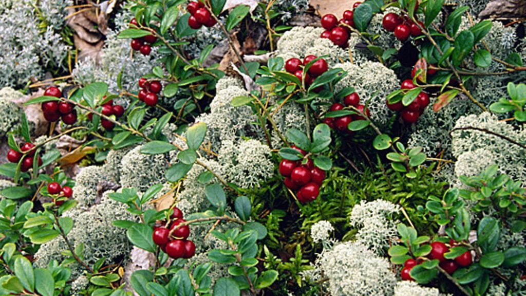 Jäkälää kannattaa kuvata.