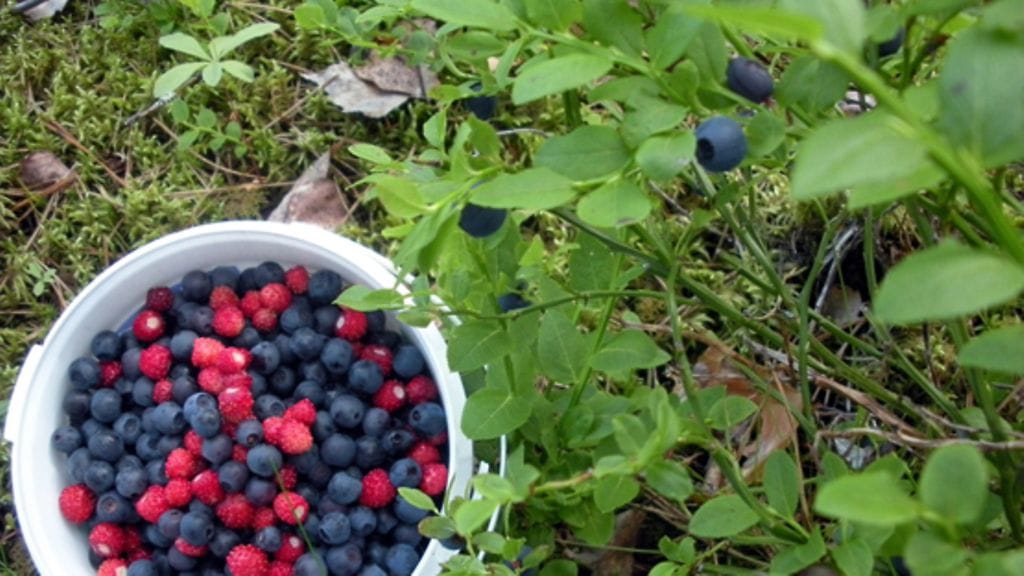 Suolisto rakastaa marjoja.