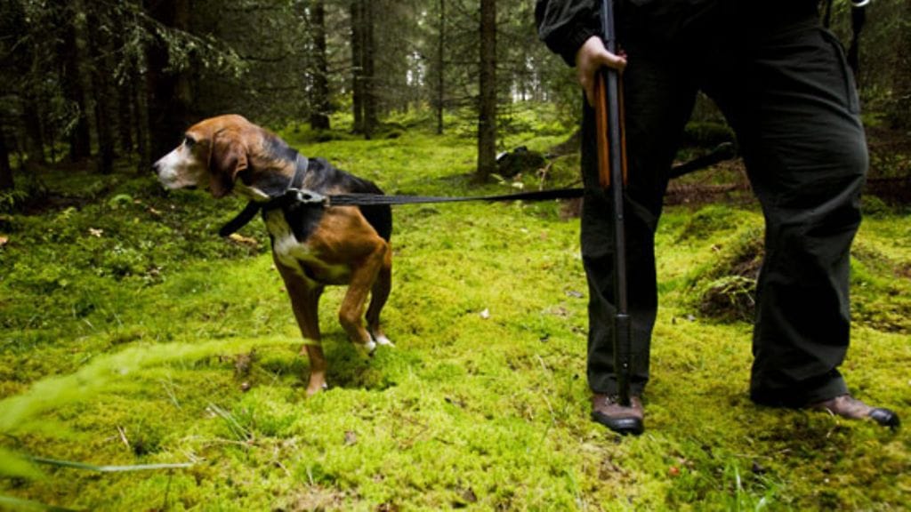 Koirat puolustavat isäntiään. Kuvituskuva.