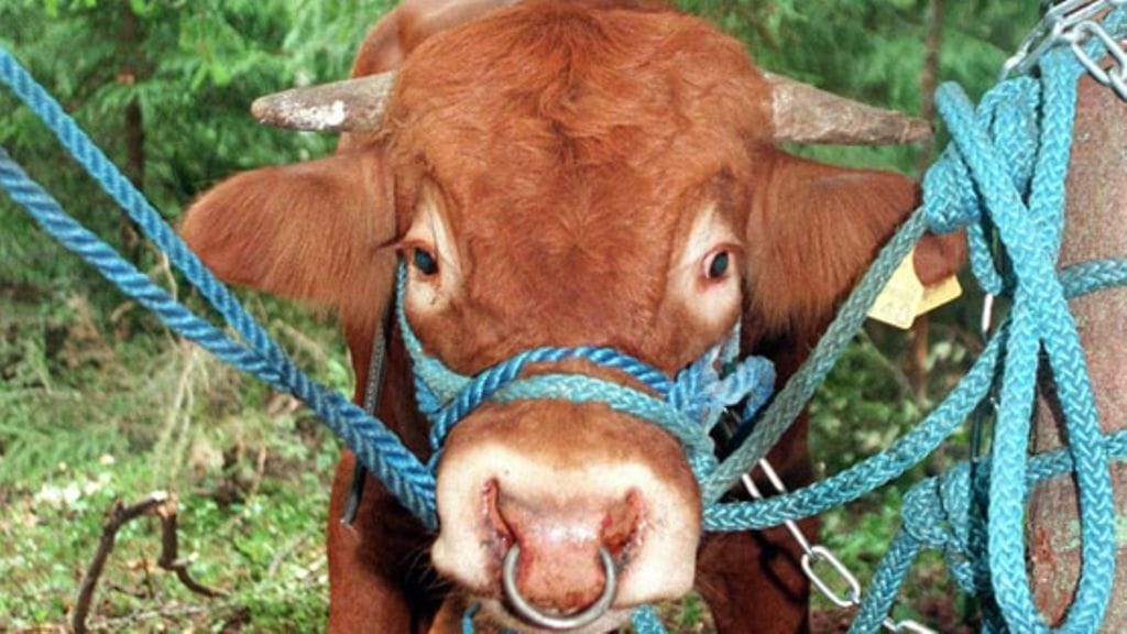 Liekki-sonni vietti kesän 1997 metsässä.