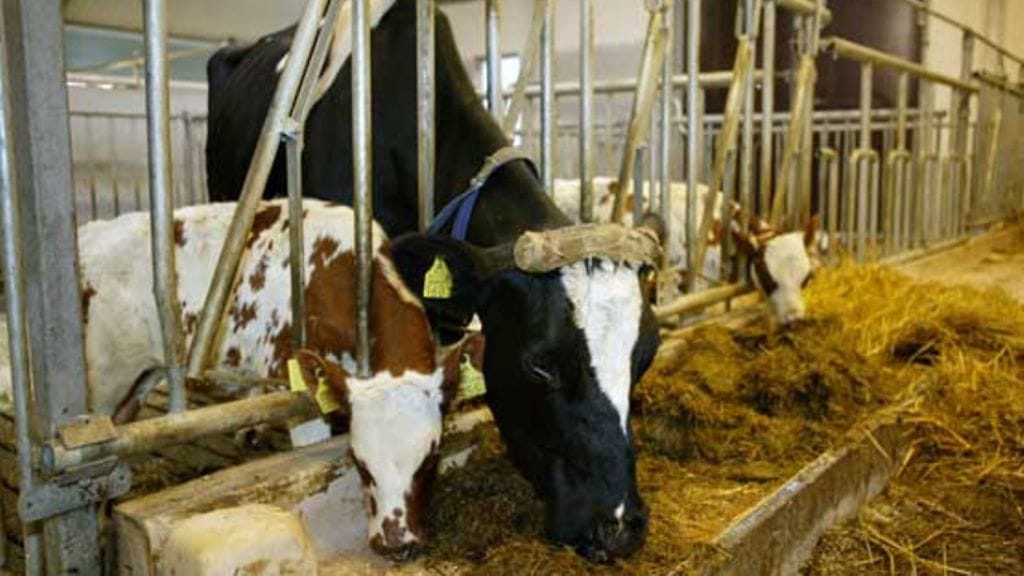 Maataloustyöt kuormittavat kroppaa.