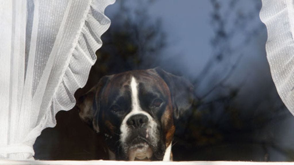 Koira osaa odottaa isäntää tai emäntää kotiin.