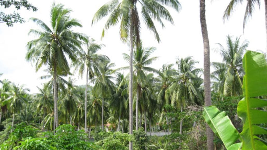 Kuva/Sinimeri Niinikoski