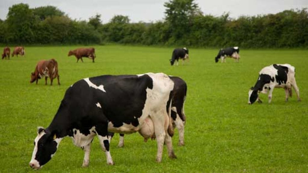 Kaisa teki navettatöitä aamuin illoin.