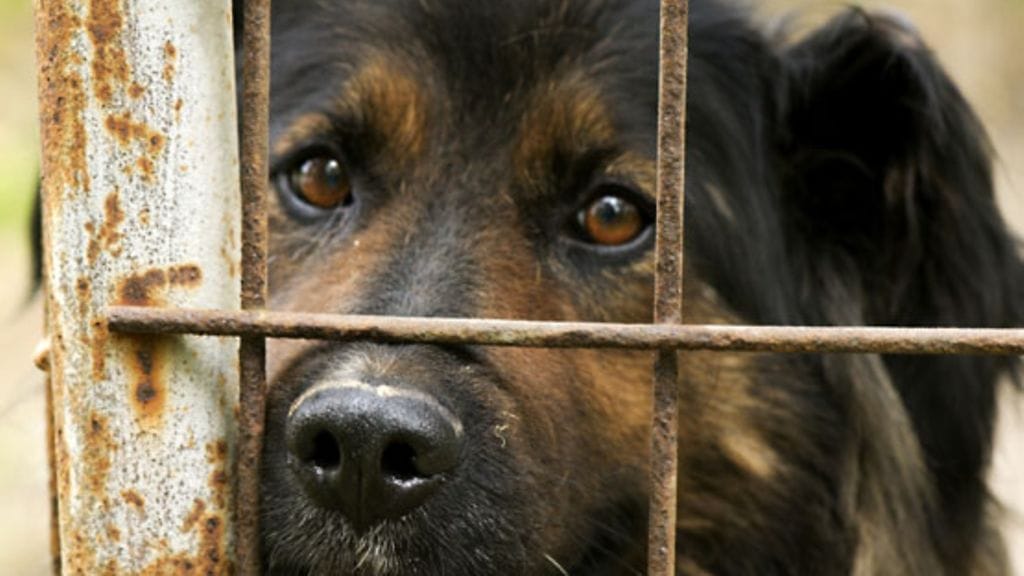 Kuvituskuva. Kuvan koira ei liity juttuun.