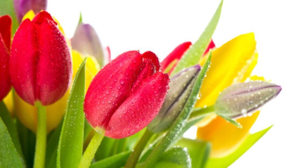 Naistenpäivänä naiset saavat usein kukkia.