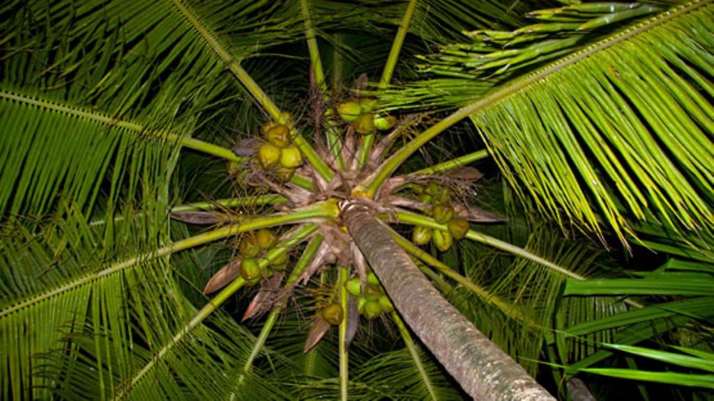 Palmun alla oleskelu ei välttämättä ole turvallista.