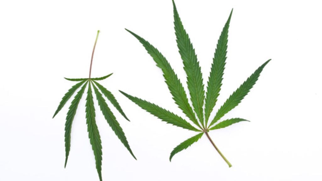 – Jos lapsi jää kiinni mistä tahansa huumeesta, kehotan vanhempia hakemaan välittömästi apua, vaikka kyse olisi niin sanotusti vain kannabiksesta, Petri sanoo.