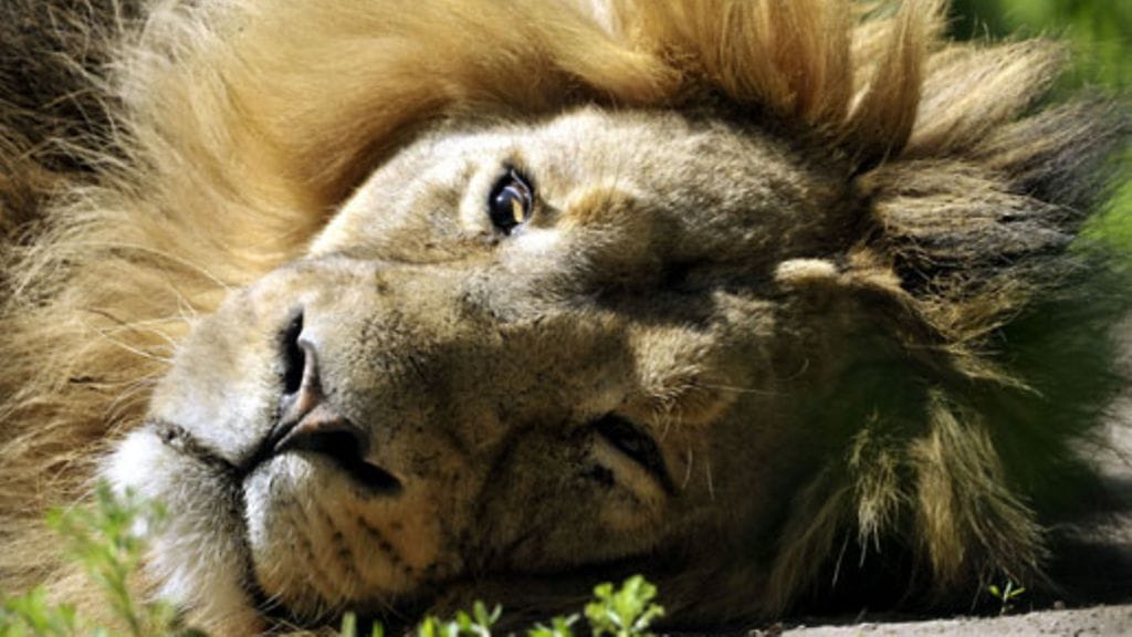 Lehtikuva/Pekka Sakki