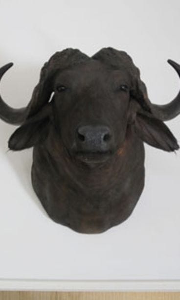 Seinän valtias ei ole perinteinen hirvenpää vaan puhveli.