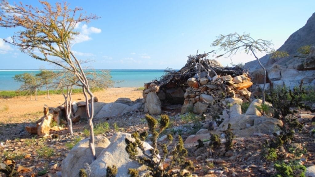 Socotran saarella kasvaa muun muassa lohikäärmeenveripuita.