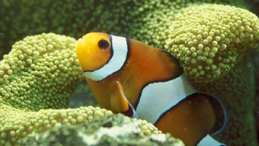 Koralliriutta kuhisee vedenalaista elämää.