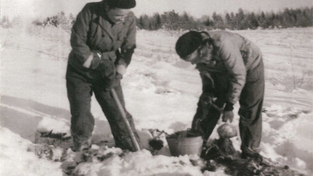 Pirkkalan työtytöt perunannostossa lokakuussa 1941.