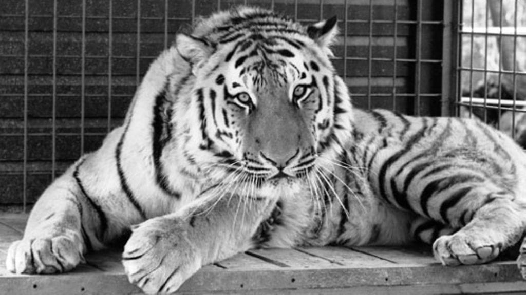 Lehtikuva/Pertti Jenytin