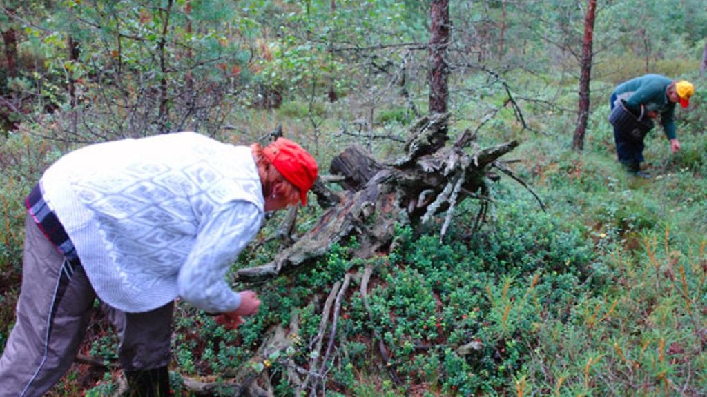 Marjat ja sienet ovat suomalaisille tuttuja, mutta yrttejäkin on alettu hyödyntää.