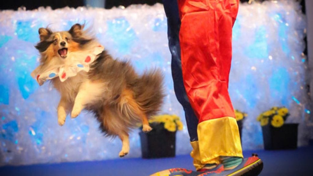 Sonic on moninkertainen koiratanssin mestari.