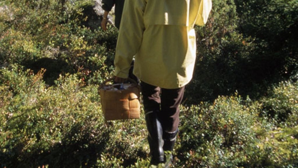 Antti Heikkilän mielestä sienestyskin on oivaa liikuntaa.