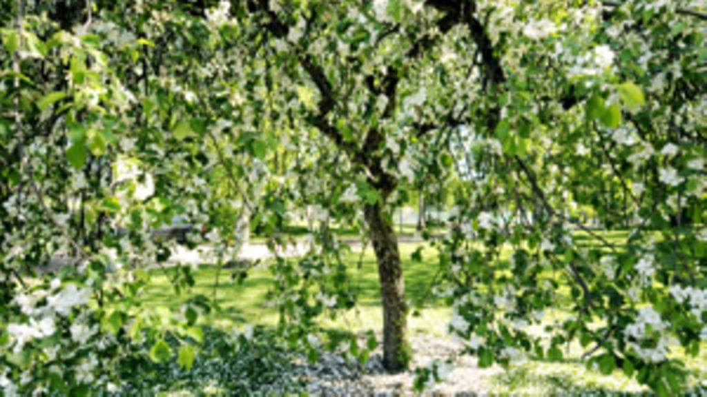 Lehtikuva/Roni Rekomaa