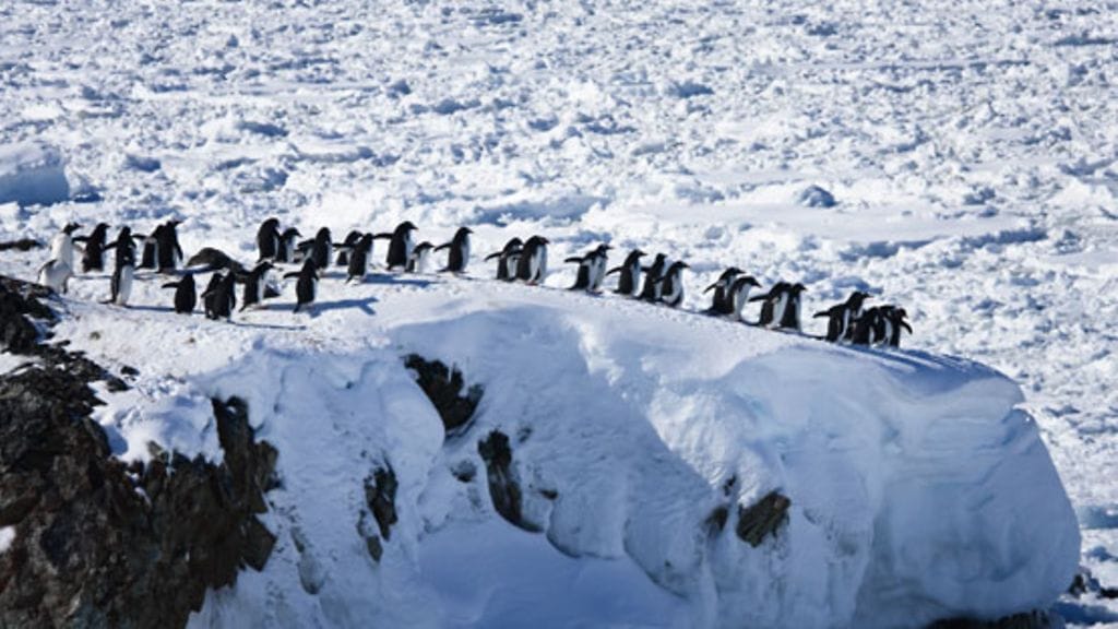 Etelämantereen pingviinit ovat uteliaita ihmisiä kohtaan.