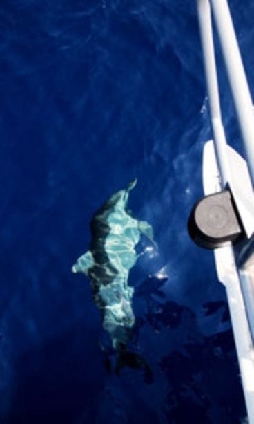 Delfiini ui laivan vieressä.