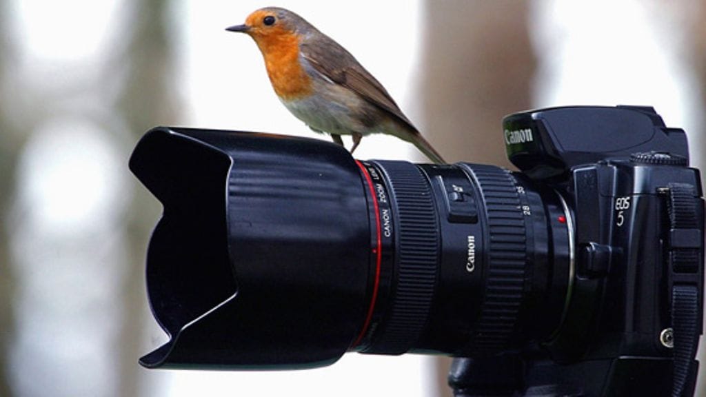 30 vuodessa lintubongaus on kehittynyt valtavasti.