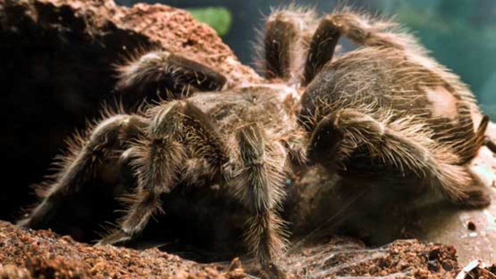 Friteerauksen kautta herkkupalaksi.