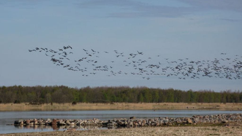 Kuva/Pertti Salolainen