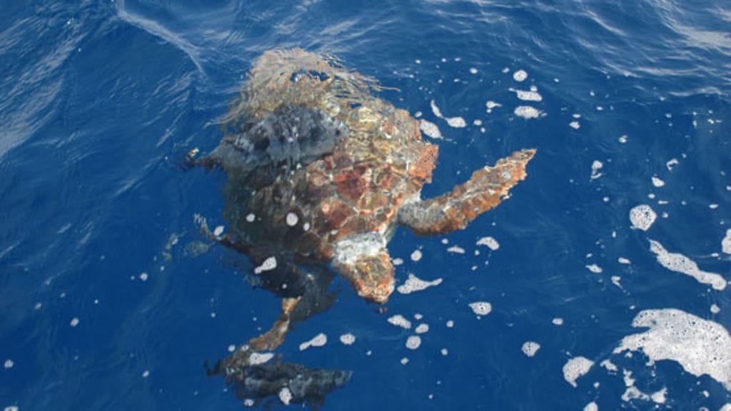 Kilpikonnat kärsivät turismista.