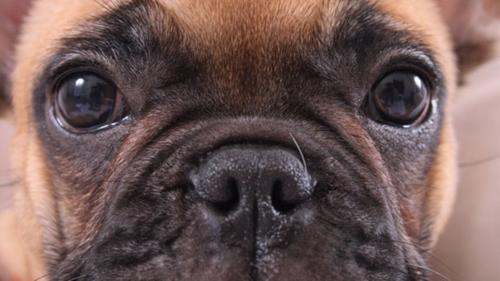 Mopsi ei pysty hengittämään kunnolla kutistetun kuonon takia.