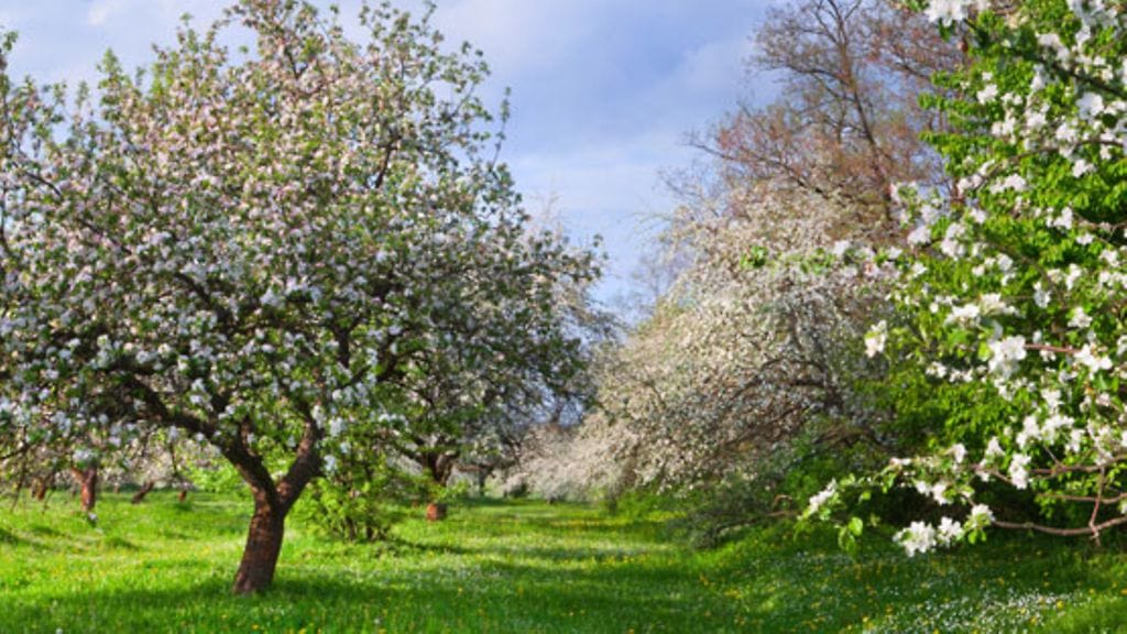 Rentouttavassa puutarhassa tulisi olla ainakin yksi iso puu, asiantuntija neuvoo.