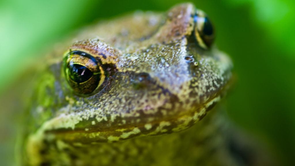 Maistuisiko sammakkomehu?