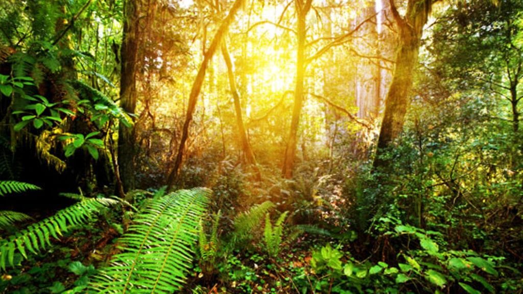 Borneon viidakkoheimot harjoittivat ennen kannibalismia. Kuvituskuva.