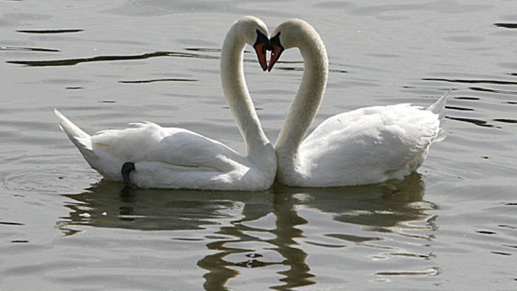 Ihastumisen tunne on hormien aikaansaamaa.
