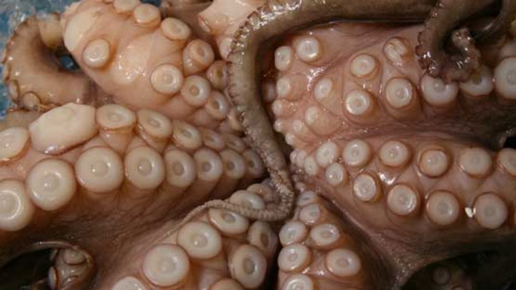 Varo, ettei ruokasi luikertele lautaselta karkuun!