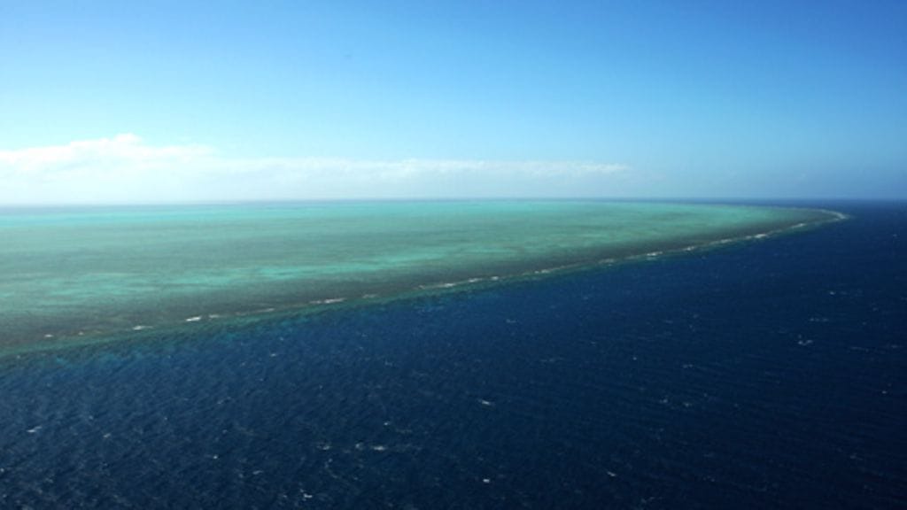 Suuri valliriutta. Kuva: Getty/AOP/Phil Walter