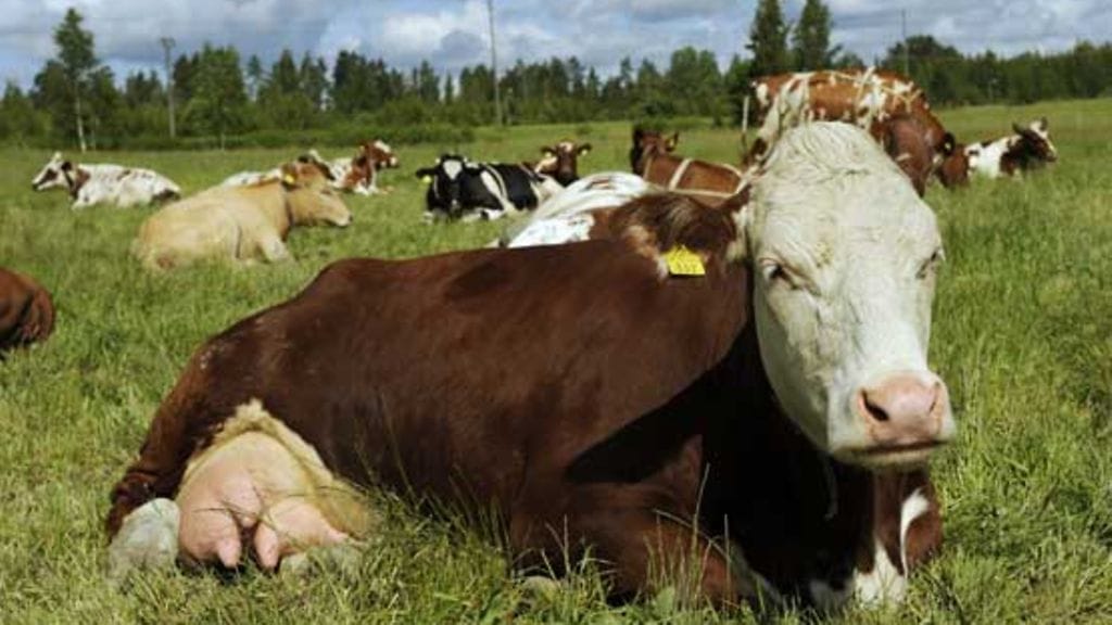 Tunnetko tuotantoprosessin maitosi taustalla?