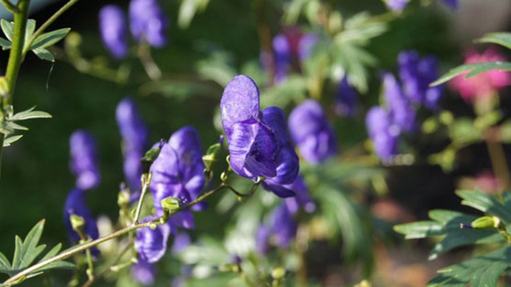 Ukonhatun kukat ovat tappaneet Saksassa. Kasvista on olemassa sekä myrkyllistä että vaaratonta muotoa. Niitä on hyvin vaikea erottaa toisistaan.