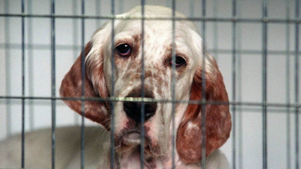 Ihminen ei aina ole koiran paras ystävä. Kuvan koira ei liity juttuun.