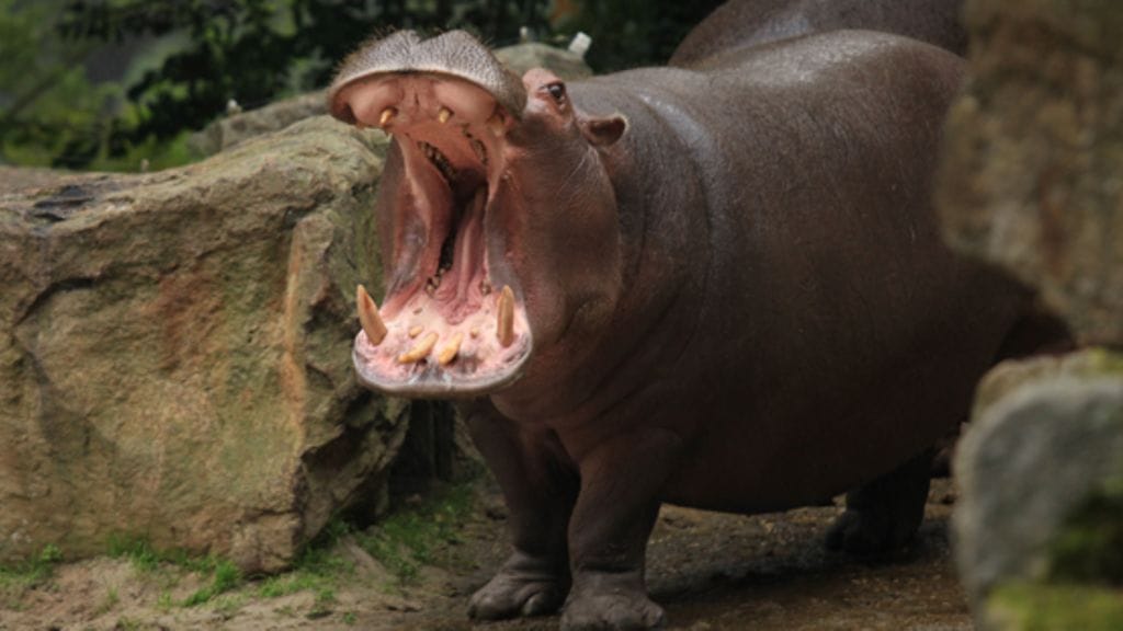 Virtahepo on yksi Afrikan vaaroista.