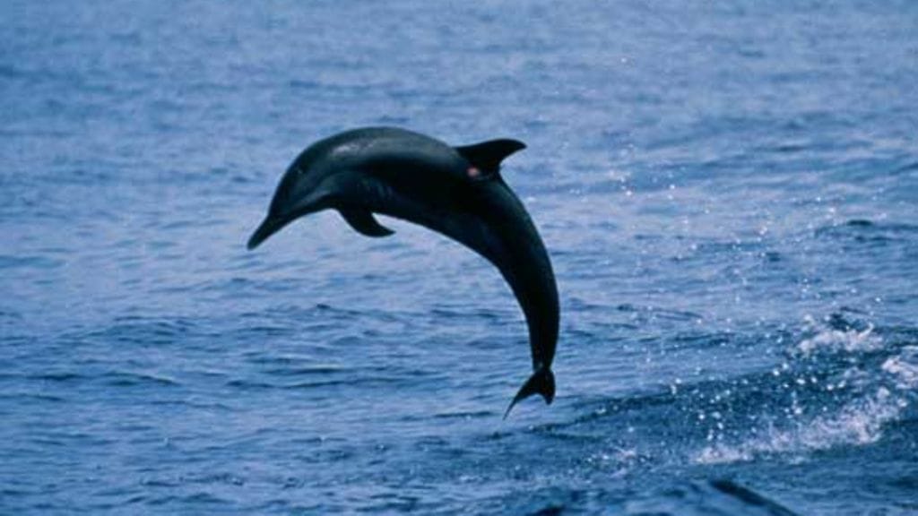 Veneen kannelle ilmestyi kutsumaton vieras.