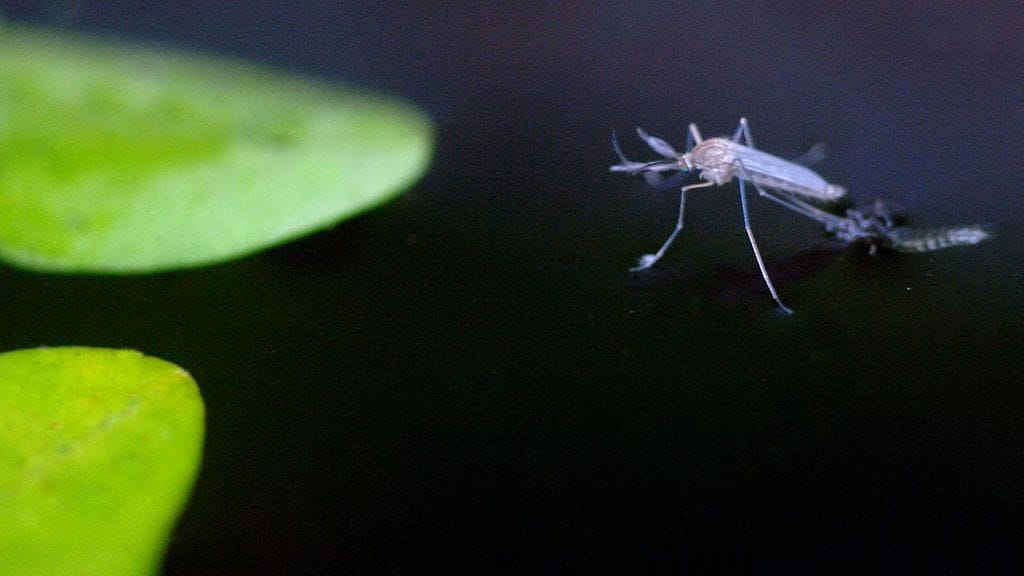 Hyttynen voi levittää virustauteja. Kuvituskuva.