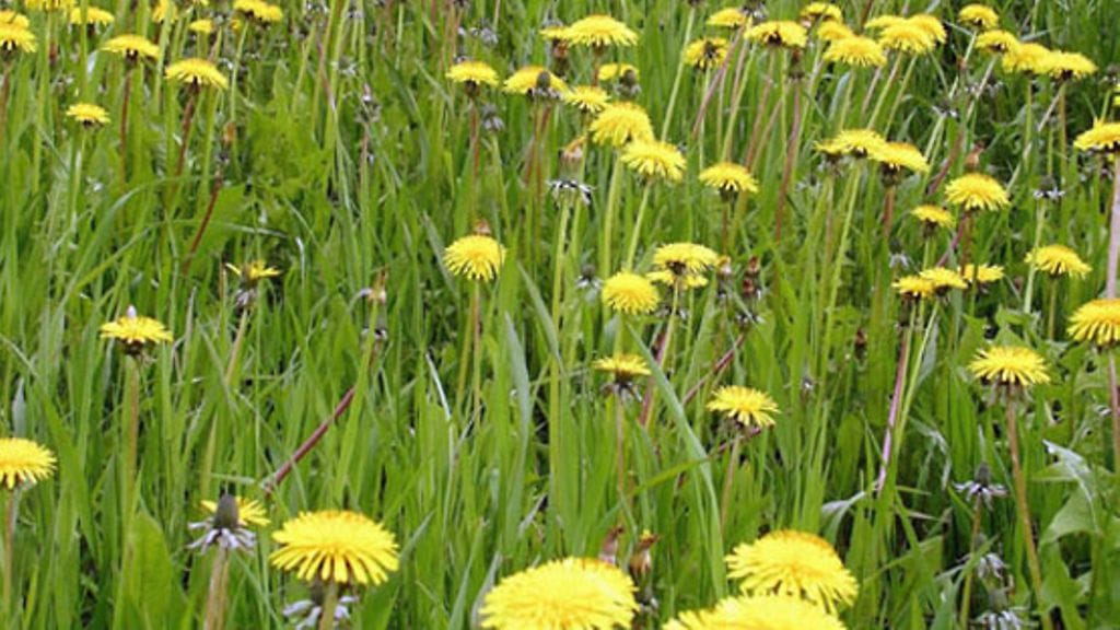 Lehtikuva/Matti Björkman