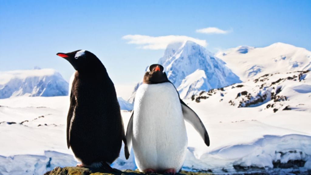 Pingviinit ovat niitä harvoja, jotka pystyvät elämään Etelämantereella.