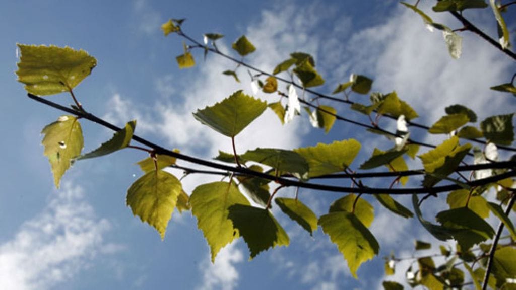 Lehtikuva/Matti Björkman