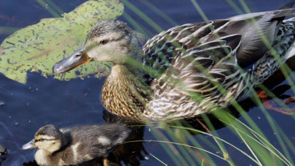 Lehtikuva/Matti Björkman