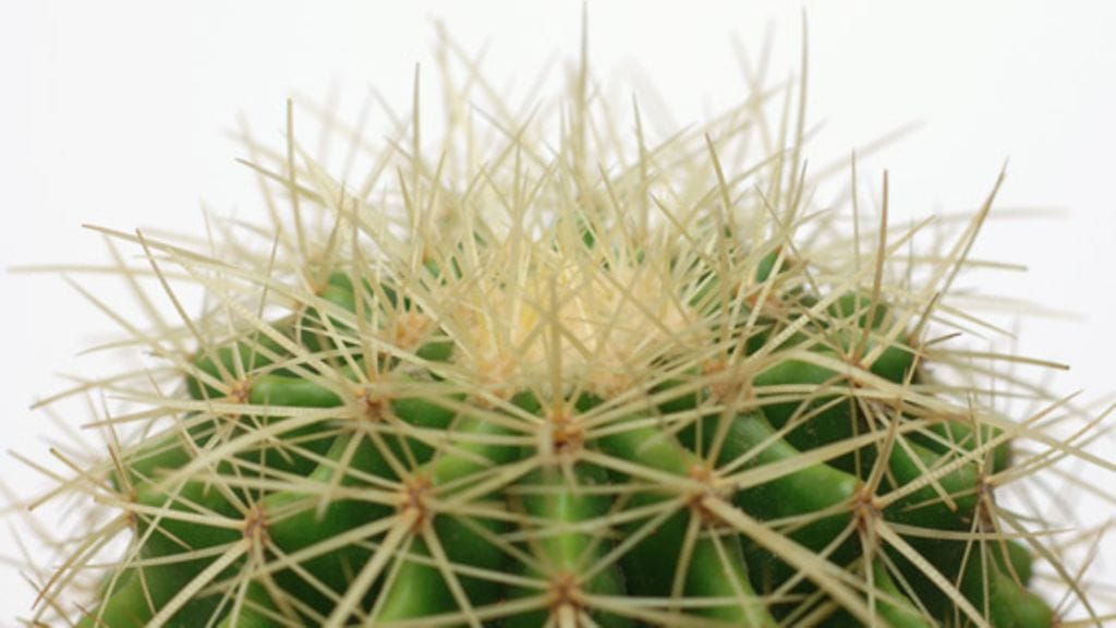 Kaktukset matkustivat lukijan mukana.